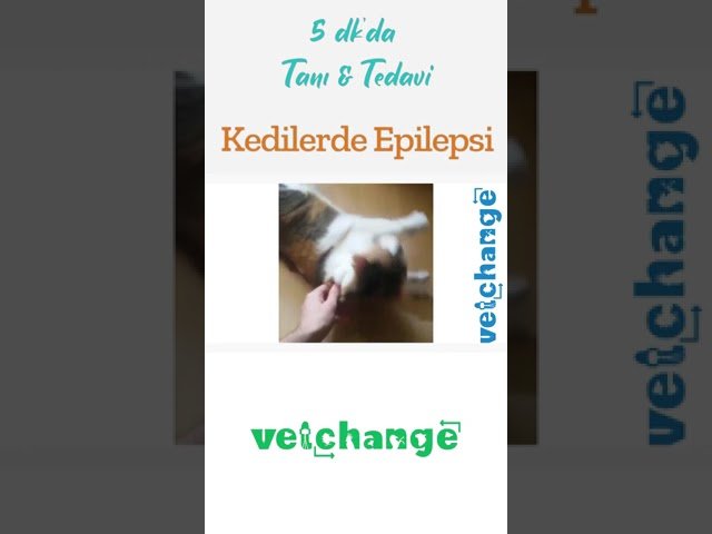 Kedilerde Epilepsi Dr. Alper Bayrakal #shorts #veteriner #epilepsi #veterinary #vetchange #vet